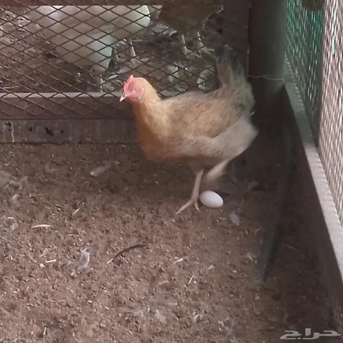 دجاج هجين تركي مع بلدي 2