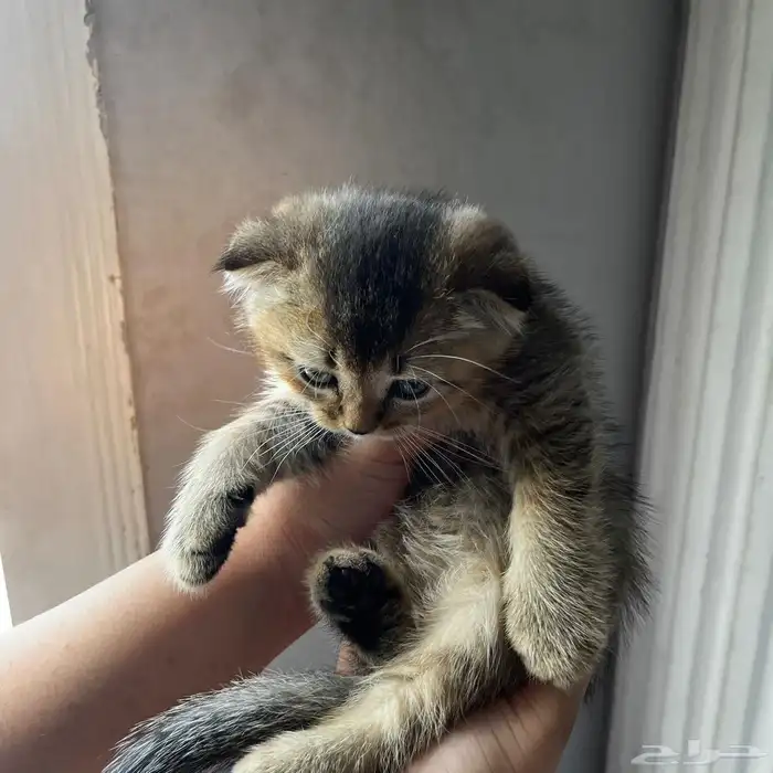 سكوتش قولد للبيع بجده 7