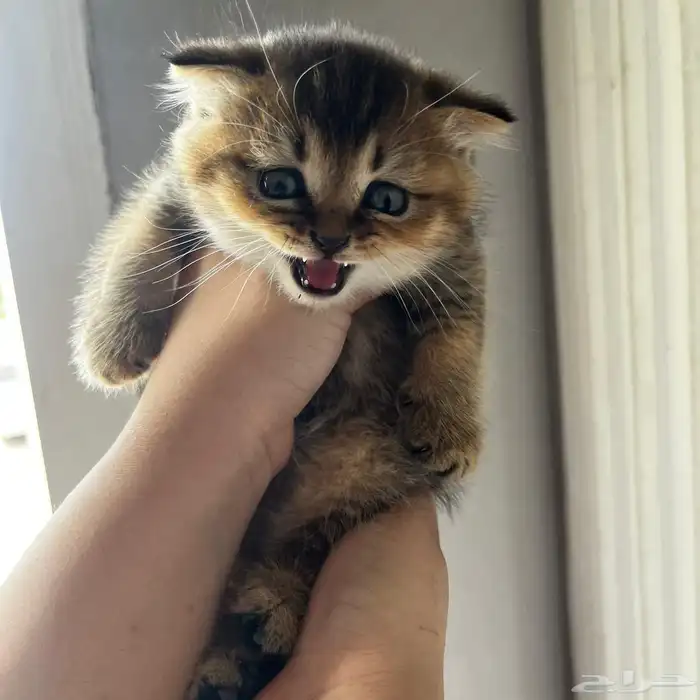 سكوتش قولد للبيع بجده 8