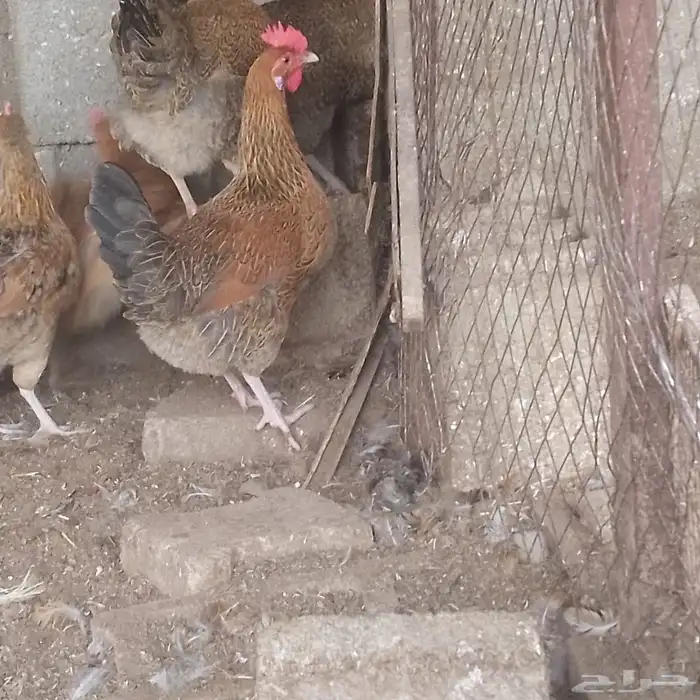 دجاج هجين تركي مع بلدي 1