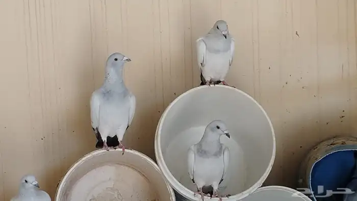 حمام زاجل ايس صافي حجم جامبو 0