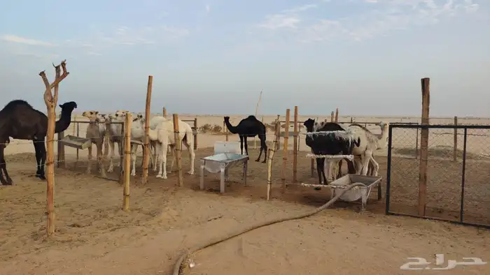 حشو للبيع عدد 14 فيهن 2 ابكار 2