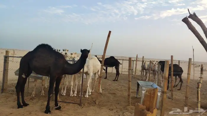 حشو للبيع عدد 14 فيهن 2 ابكار 1