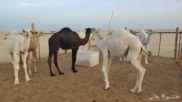 حشو للبيع عدد 14 فيهن 2 ابكار 0