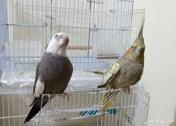 كروان اليف للبيع 1