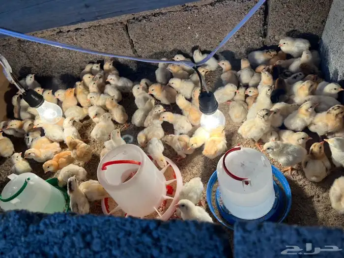 صوص بلد فواخر والوان فواتح 1