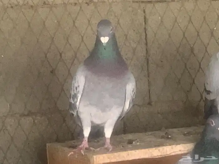 حمام زاجل عشه كامله 1