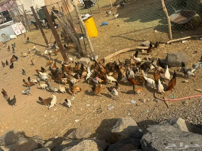 دجاج بلدي وفيومي 9