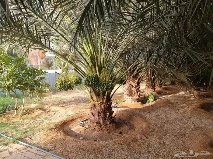 استراحه مزرعه للبيع الهياثم الرحمانيه العفجه الخرج الرفايع 18