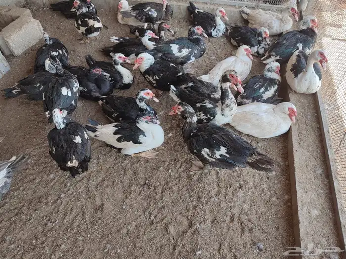 للبيع بط مسكوفي ( بح ) 50 جوز يزود 6