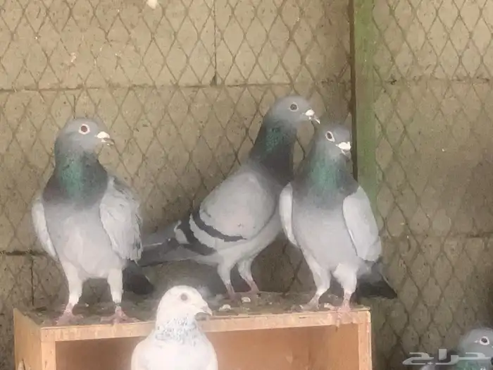 حمام زاجل عشه كامله 3