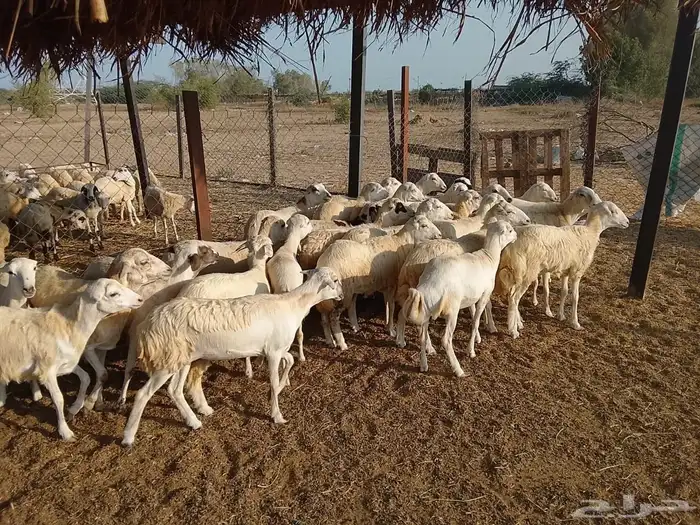 رخال رفيدي بلدي 4