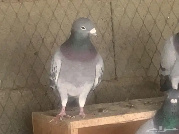 حمام زاجل عشه كامله 2