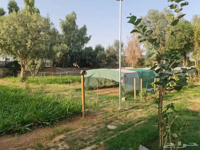 استراحه مزرعه للبيع الهياثم الرحمانيه العفجه الخرج الرفايع 12