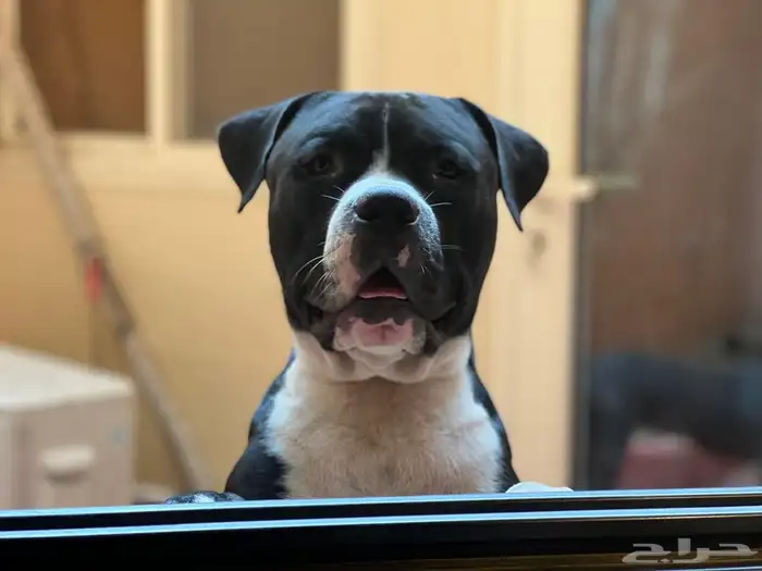 كلاب بيتبول للبيع مستوى رائع 11