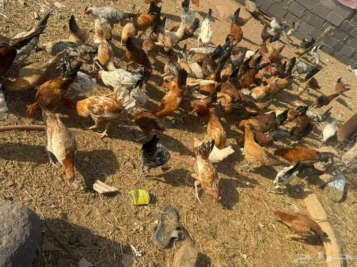 دجاج بلدي وفيومي 1