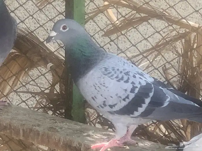 حمام زاجل عشه كامله 4