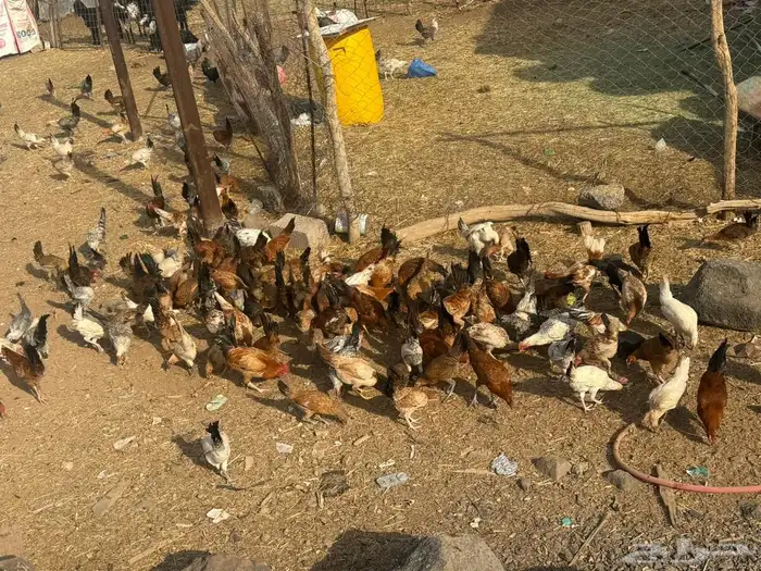 دجاج بلدي وفيومي 11