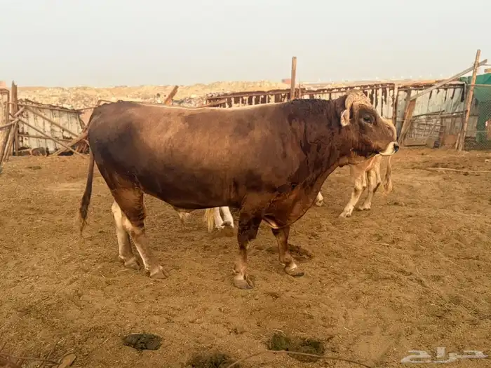 بقر سويسري بيور مراح كامل 0