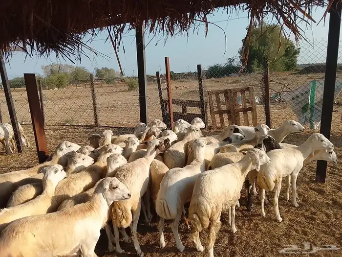 رخال رفيدي بلدي 2