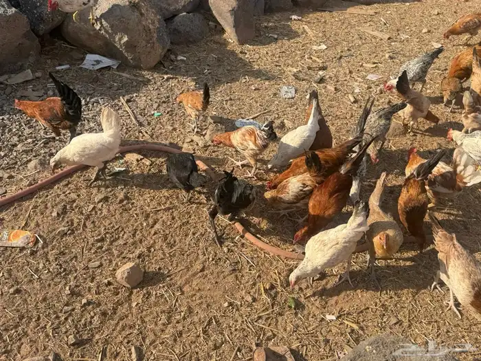 دجاج بلدي وفيومي 5