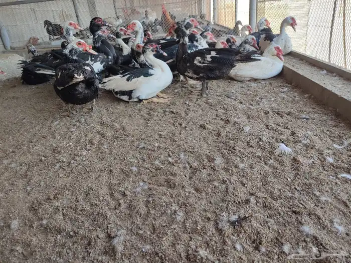 للبيع بط مسكوفي ( بح ) 50 جوز يزود 5