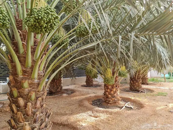 استراحه مزرعه للبيع الهياثم الرحمانيه العفجه الخرج الرفايع 10