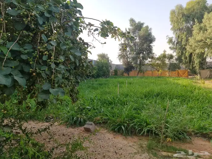 استراحه مزرعه للبيع الهياثم الرحمانيه العفجه الخرج الرفايع 9