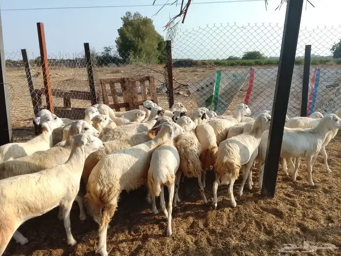 رخال رفيدي بلدي 3