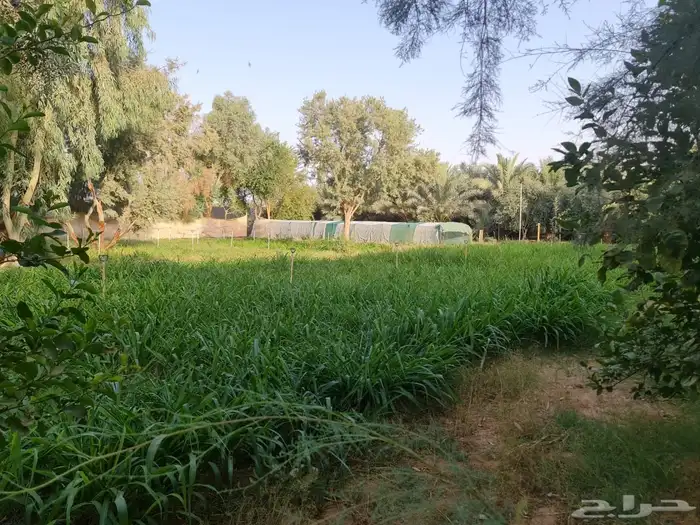 استراحه مزرعه للبيع الهياثم الرحمانيه العفجه الخرج الرفايع 19