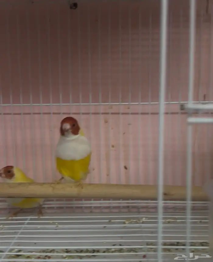 جوز قولدن فينش 2