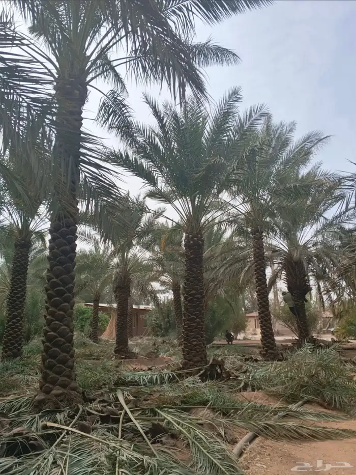 يوجد نخل عربي للبيع من3متر إلا6نتر نخل نظيف تكريب هلال 9