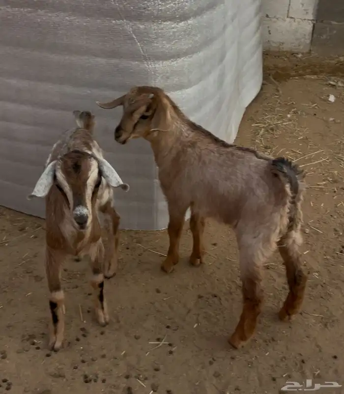 3 تيوس تربيه 0