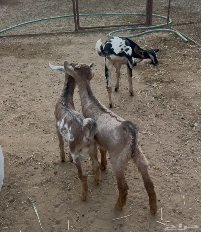 3 تيوس تربيه 1