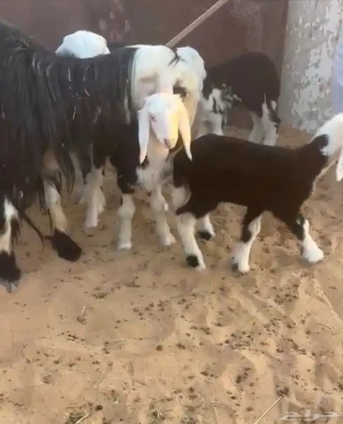 نجد متابيع وحصيب 2