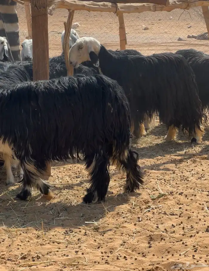 نجد متابيع وحصيب 6