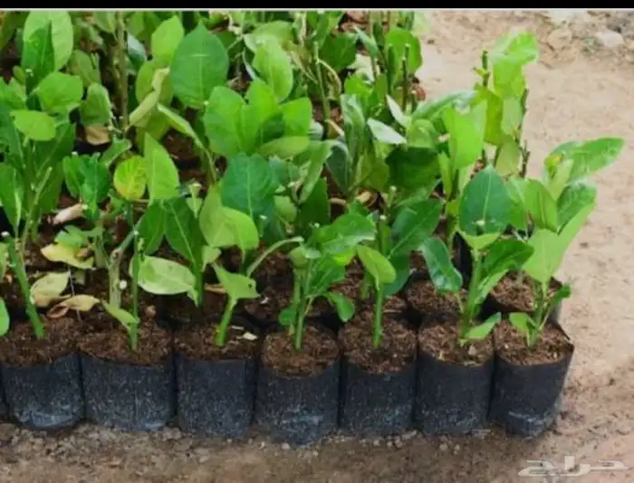 شتلات تين   رمان  زيتون   عنب 0