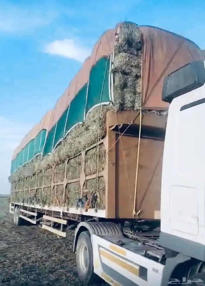 بيع اعلاف مع التوصيل برسيم رودس زريعا تبن مخلوط عجور ذره 4