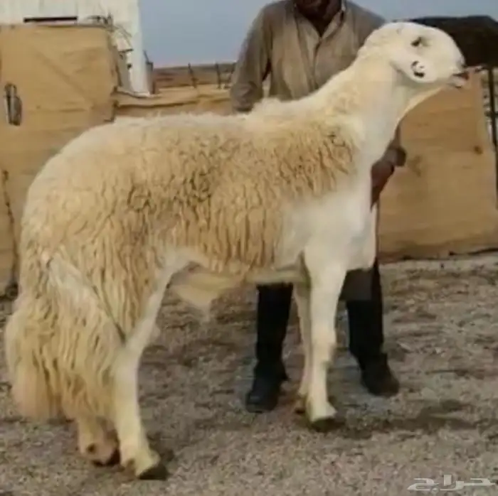 مشروع فحل فاخر 2