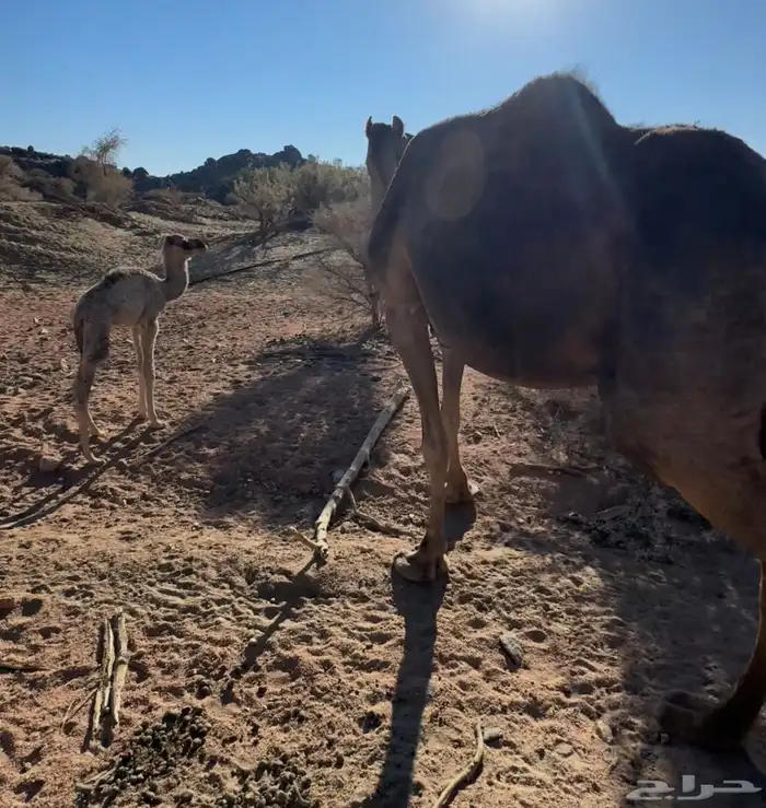 للبيع خلفتين عليها 1