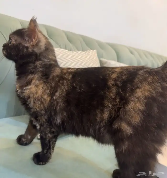 قطط للتبني جدة 1