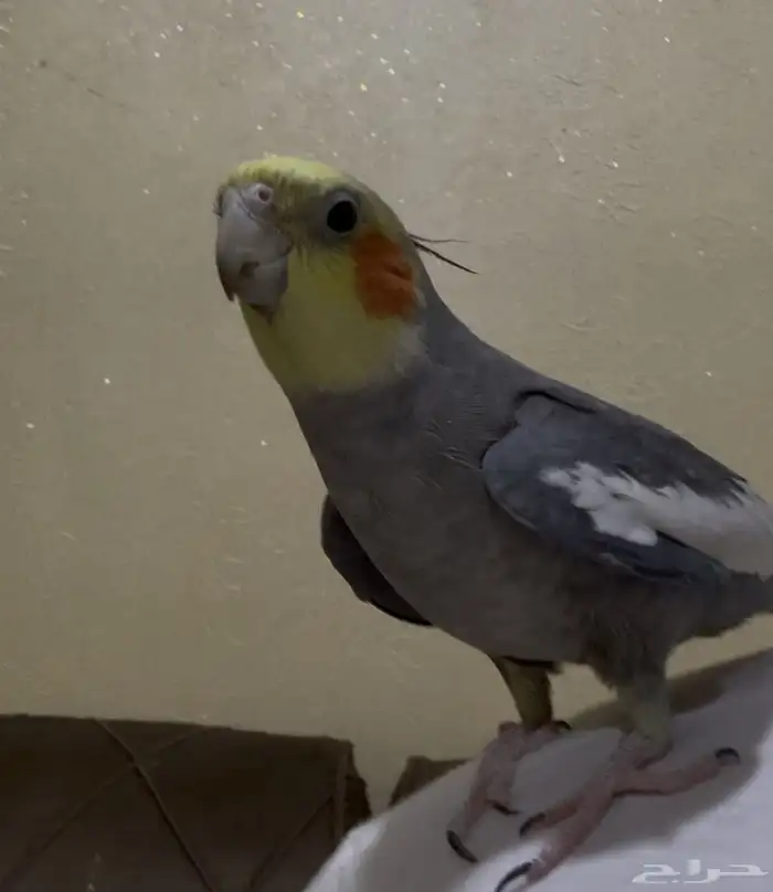 سلام عليكم كروان مفقود في الصفوة اليرموك 0