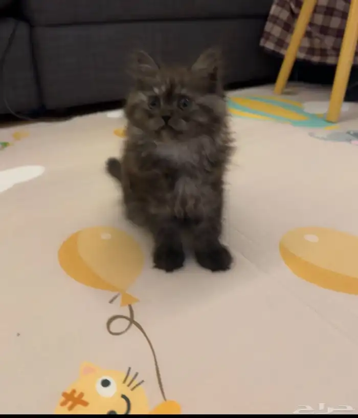 قطة شيرازي عمرها شهرين - اسود رمادي - انثى 1