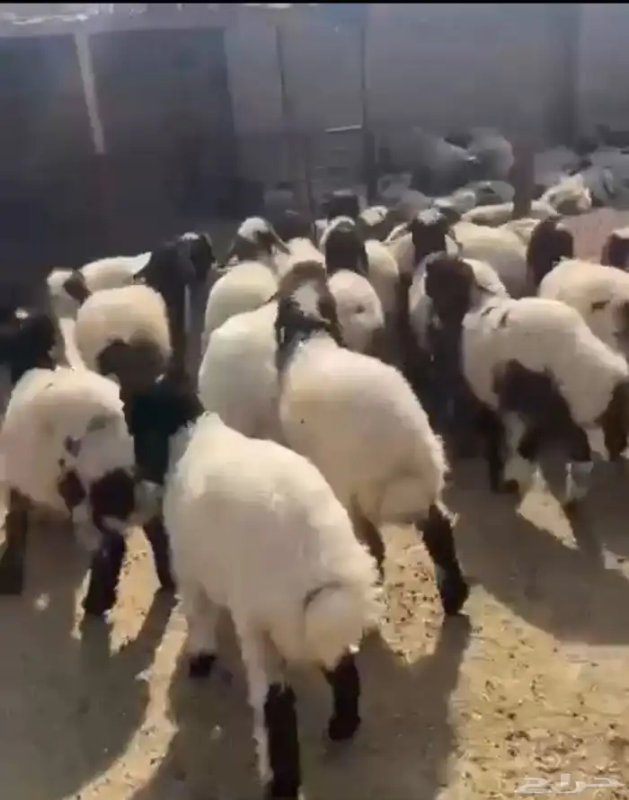 خرفان نعيمي مقاسات مختلفه شحم صبه 0