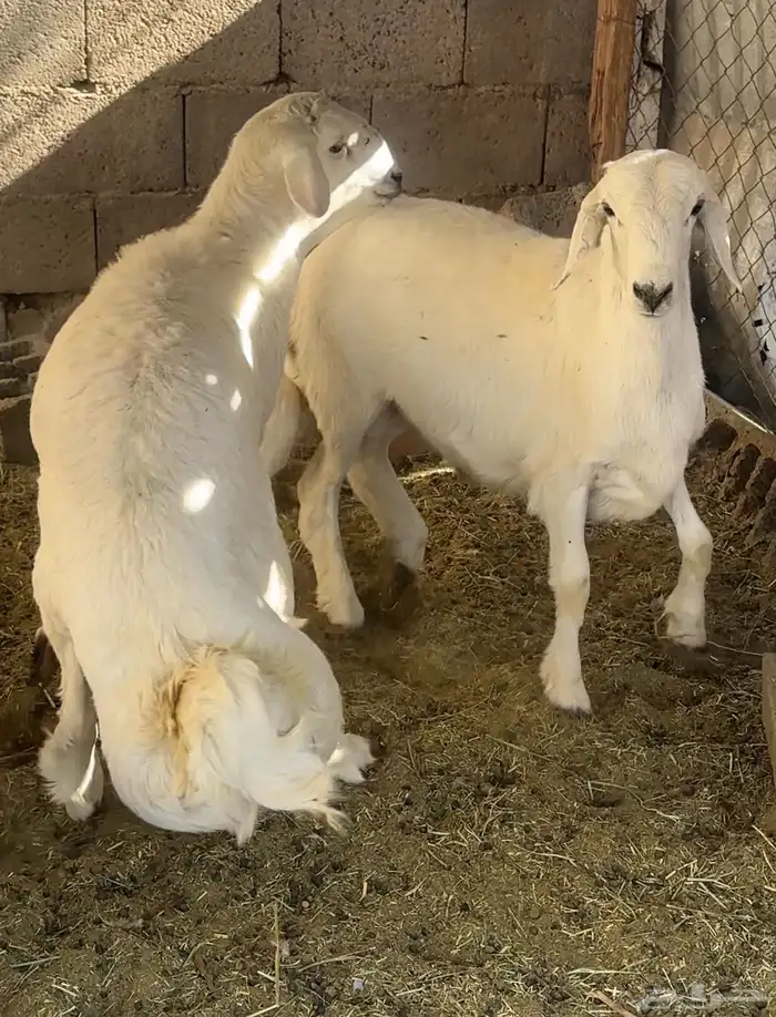 خرفان مبادي ولاكرامة مجمله 0