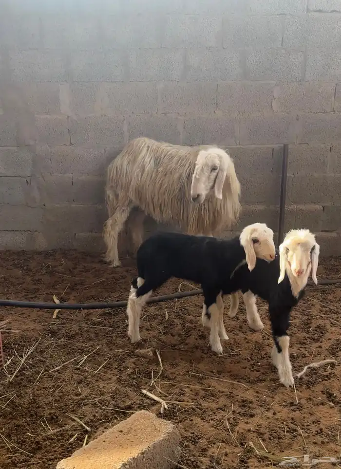 شاة نجديه متبع بطلي ورخل 1