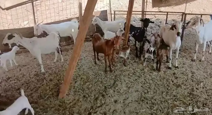 غنم للبيع معزا 2