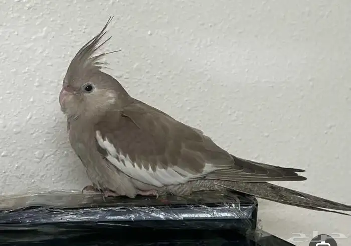 فرخ كروان هولندي 0