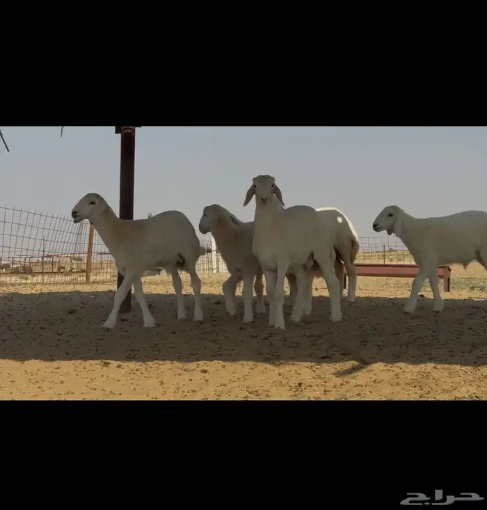 طليان ورخال 0