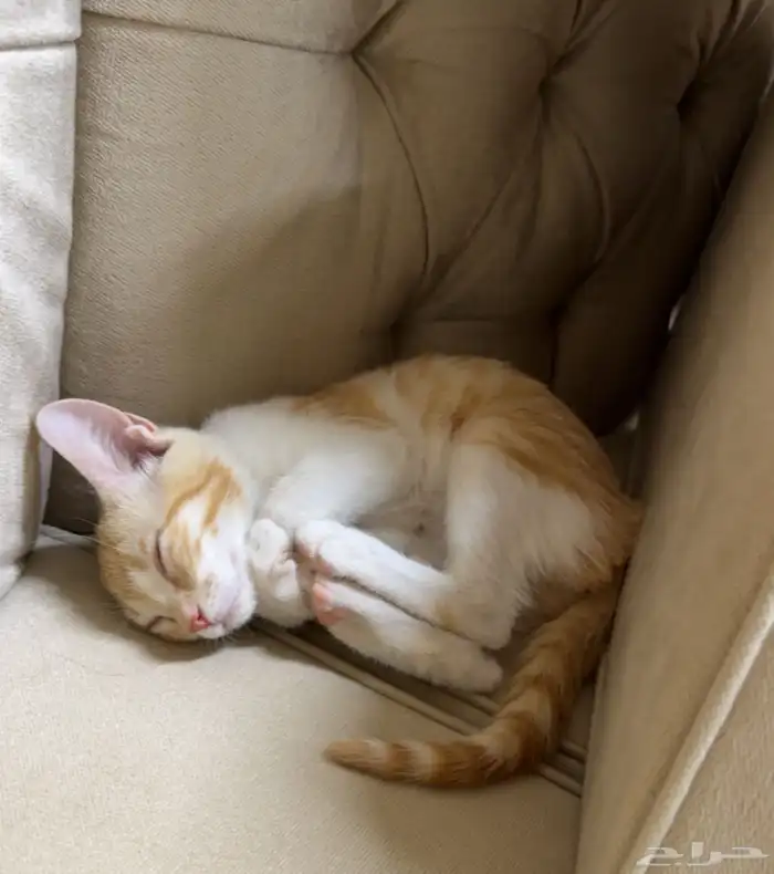 قطه مفقوده 0